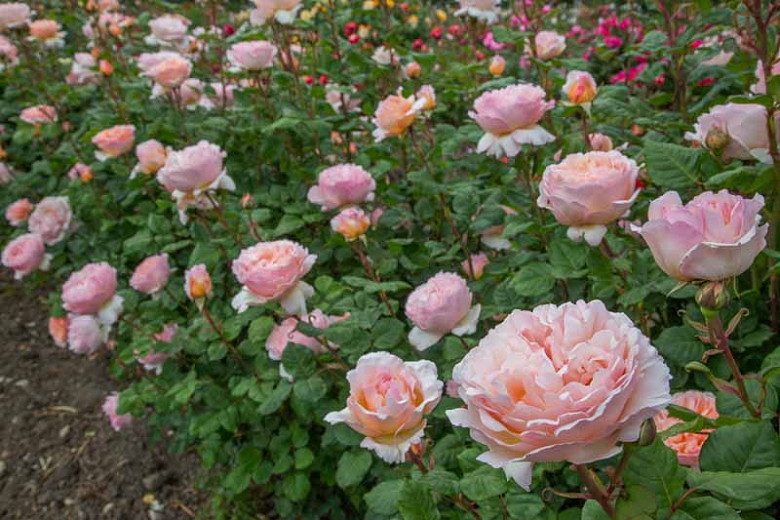 Rosa 'Princesse Charlene de Monaco', Rose 'Princesse Charlene de Monaco', Rosa 'MEIdysouk', Rosa 'Forster Rosentraum', Rosa 'Duftjuwel', Rosa 'AM911', Hybrid Tea Roses, Shrub Roses, Pink Roses